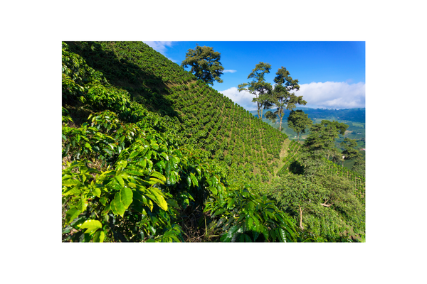 Single Origin