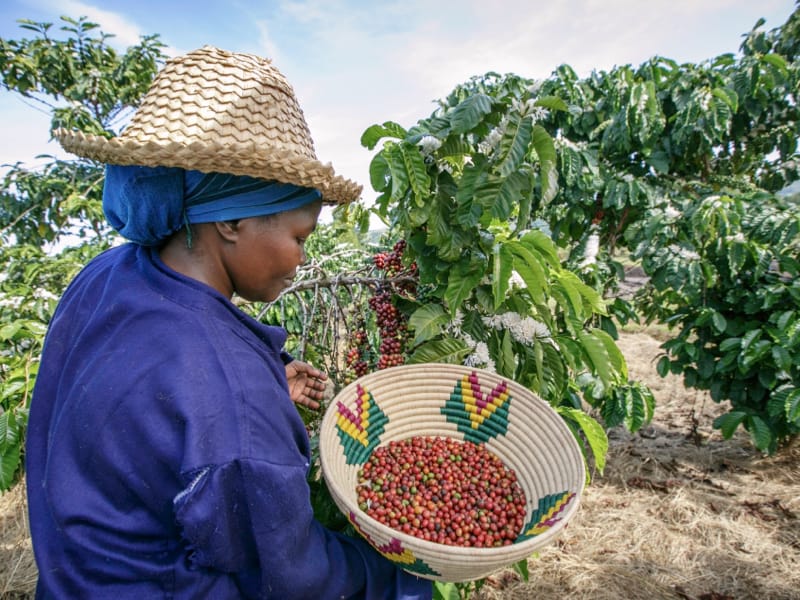 Tanzania FILTER ROAST - Rubra Coffee
