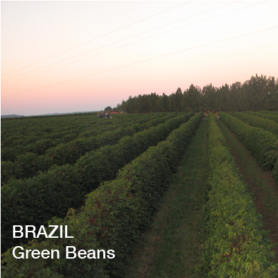 Brazil Green Beans